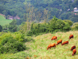 Groene valleien van haute Normandie