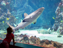 Oceanarium in Brest